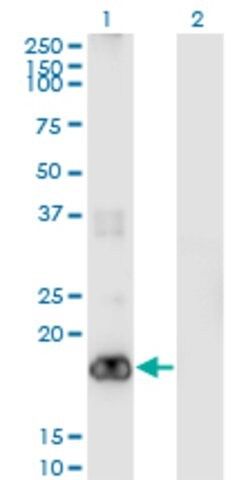 Monoclonal Anti-PIGH, (C-terminal) antibody produced in mouse