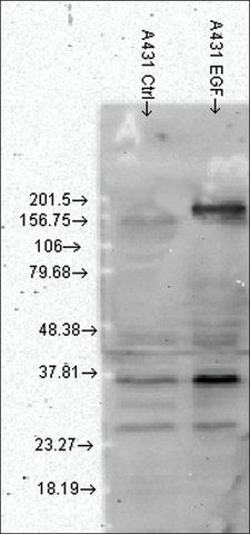 Monoclonal Anti-Phosphotyrosine antibody produced in mouse