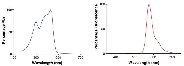 Monoclonal Anti-Pink1-Rpe antibody produced in mouse