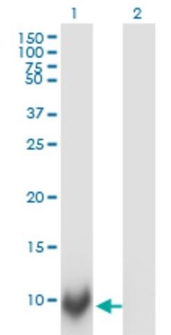 Monoclonal Anti-POLR2J antibody produced in mouse