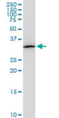 Monoclonal Anti-PITPNA antibody produced in mouse