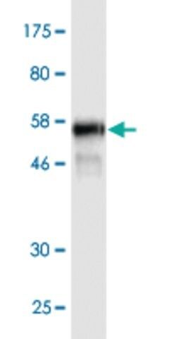 Monoclonal Anti-PKD1L2 antibody produced in mouse