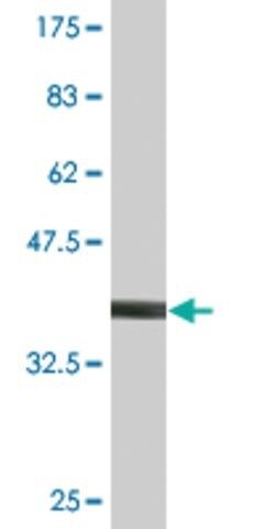 Monoclonal Anti-PIK3R4 antibody produced in mouse