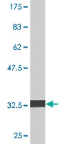 Monoclonal Anti-PIGS antibody produced in mouse