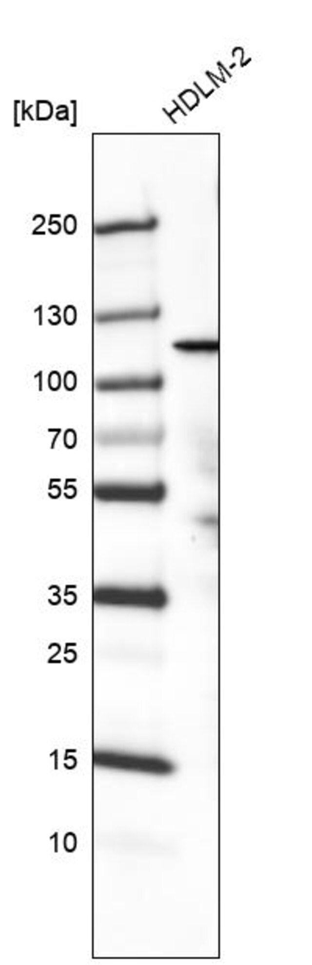 Monoclonal Anti-PIK3CA antibody produced in mouse