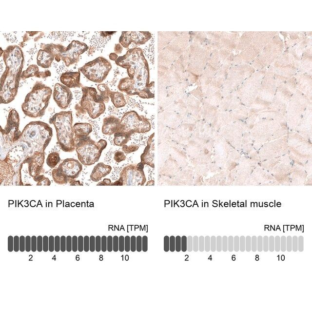 Monoclonal Anti-PIK3CA antibody produced in mouse