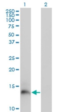 Monoclonal Anti-PI3 antibody produced in mouse