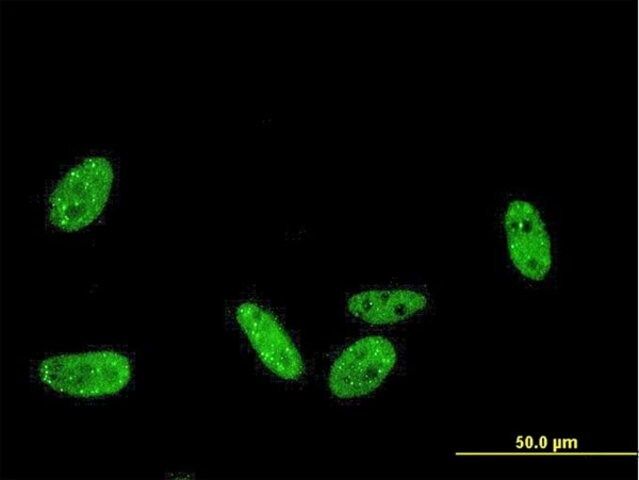 Monoclonal Anti-PRKRIP1 antibody produced in mouse