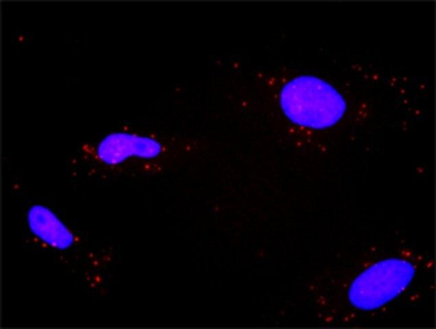 Monoclonal Anti-PPP2R1A antibody produced in mouse