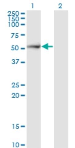 Monoclonal Anti-PSMD5 antibody produced in mouse