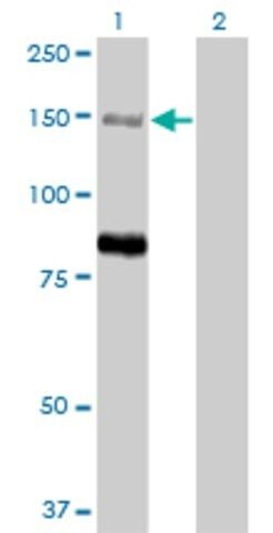 Monoclonal Anti-MTMR3 antibody produced in mouse