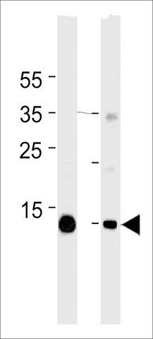 Monoclonal Anti-Myoglobin antibody produced in mouse