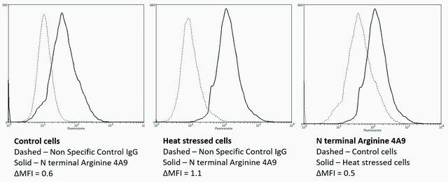 Monoclonal Anti-N-terminal Arginylation-Atto 390 antibody produced in mouse