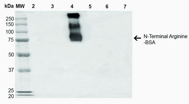 Monoclonal Anti-N-terminal Arginylation antibody produced in mouse