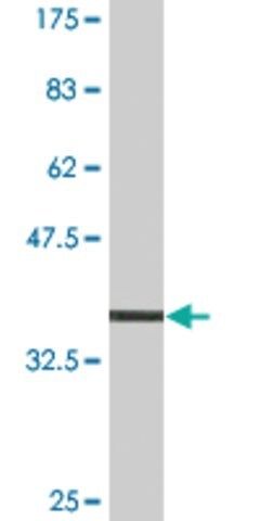 Monoclonal Anti-MYO9A antibody produced in mouse