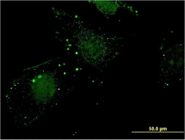 Monoclonal Anti-NIT1 antibody produced in mouse