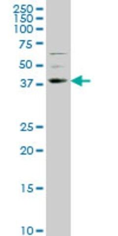 Monoclonal Anti-NR2E1 antibody produced in mouse