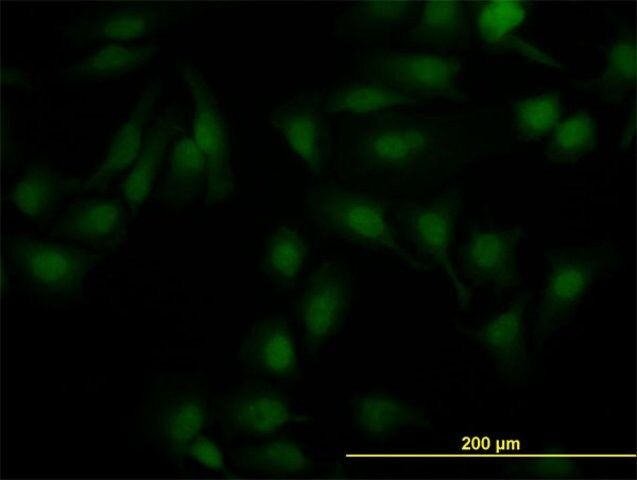 Monoclonal Anti-NR1H2 antibody produced in mouse