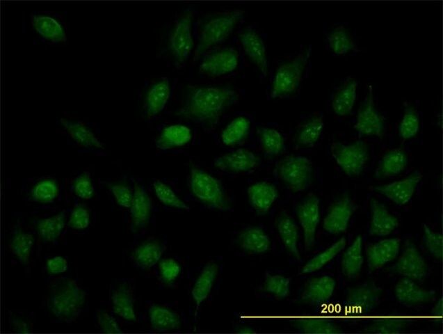 Monoclonal Anti-NR1H4, (C-terminal) antibody produced in mouse