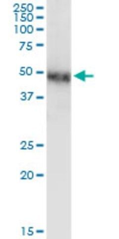 Monoclonal Anti-NR2F1 antibody produced in mouse