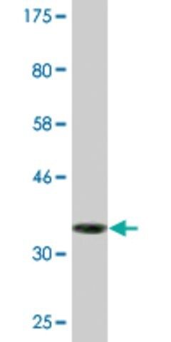 Monoclonal Anti-NUBP1, (C-terminal) antibody produced in mouse