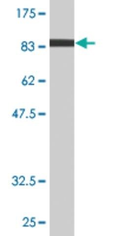 Monoclonal Anti-NR1D1 antibody produced in mouse