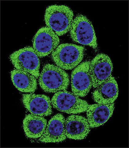 MONOCLONAL ANTI-NUCL antibody produced in mouse