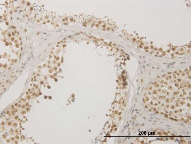 Monoclonal Anti-NUDT21 antibody produced in mouse