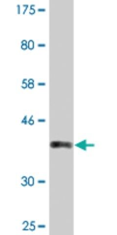 Monoclonal Anti-PCSK2 antibody produced in mouse