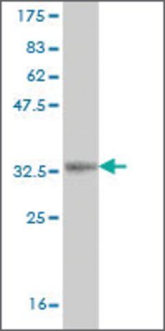 Monoclonal Anti-PASK, (N-terminal) antibody produced in mouse