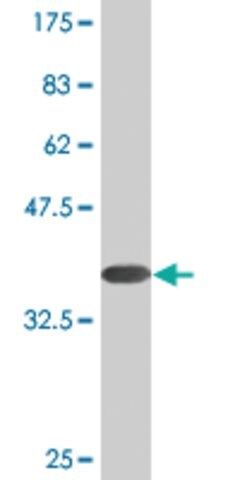 Monoclonal Anti-PALM antibody produced in mouse