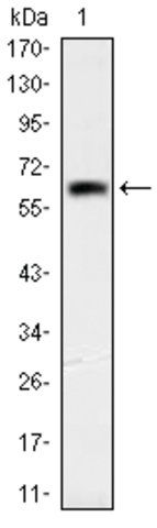 Monoclonal Anti-OTX2 antibody produced in mouse