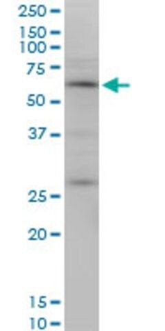 Monoclonal Anti-OTOP2 antibody produced in mouse