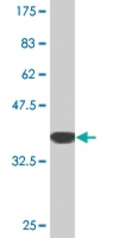 Monoclonal Anti-PANX1, (C-terminal) antibody produced in mouse