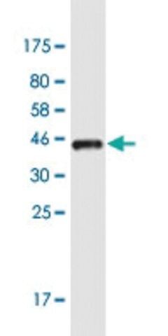 Monoclonal Anti-OTP antibody produced in mouse