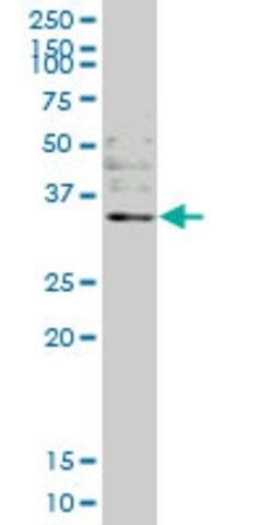 Monoclonal Anti-OTUB1 antibody produced in mouse