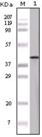 Monoclonal Anti-OVA antibody produced in mouse