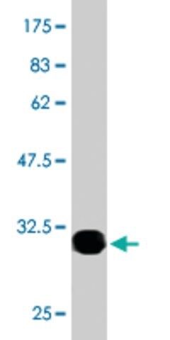 Monoclonal Anti-OTOP2 antibody produced in mouse