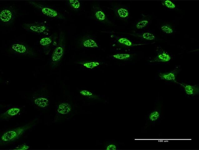 Monoclonal Anti-PAX9 antibody produced in mouse