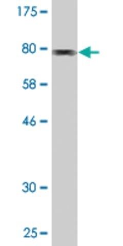 Monoclonal Anti-PARP3 antibody produced in mouse