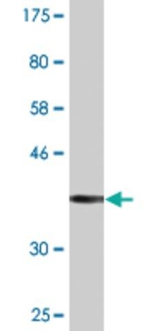 Monoclonal Anti-PARD3 antibody produced in mouse