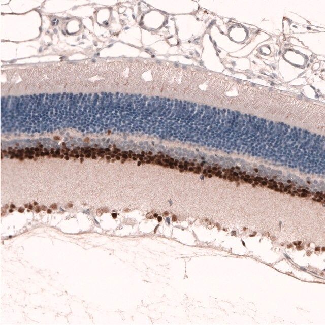 Monoclonal Anti-PAX6 antibody produced in mouse