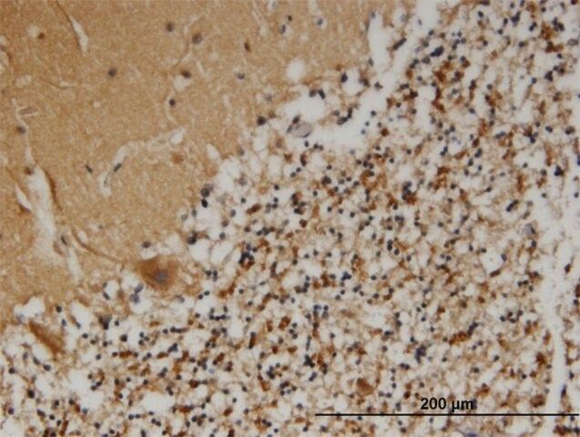 Monoclonal Anti-PCSK1N, (C-terminal) antibody produced in mouse