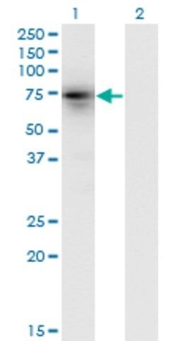 Monoclonal Anti-KLHL4, (N-terminal) antibody produced in mouse