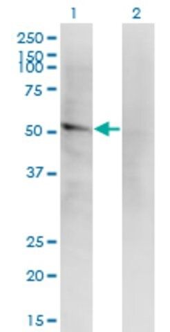 Monoclonal Anti-LILRA2 antibody produced in mouse