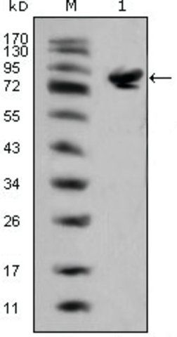 Monoclonal Anti-ISL1 antibody produced in mouse