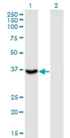 Monoclonal Anti-ITGB1BP2 antibody produced in mouse