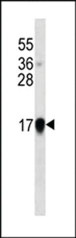 MONOCLONAL ANTI-INTERFERON-ALPHA antibody produced in mouse