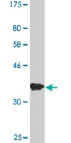 Monoclonal Anti-IPO7, (C-terminal) antibody produced in mouse