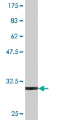 Monoclonal Anti-IL11 antibody produced in mouse